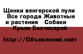 Щенки венгерской пули - Все города Животные и растения » Собаки   . Крым,Бахчисарай